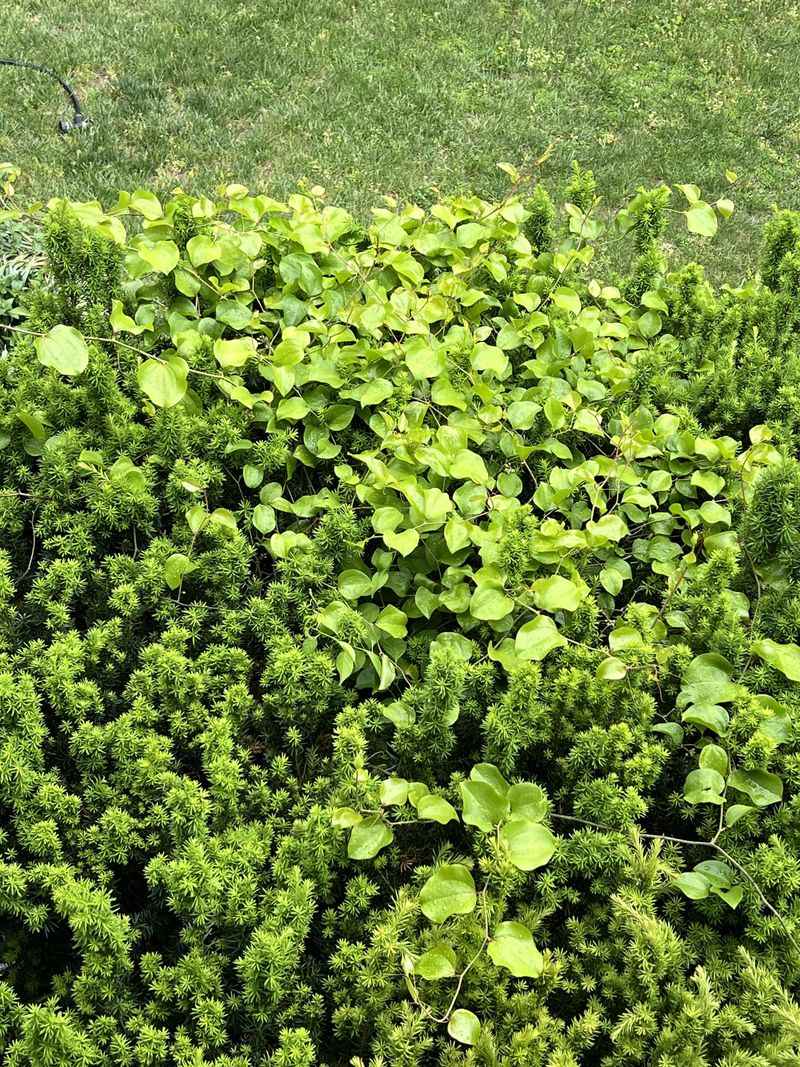 Yerba Buena Softens Shady, Rooty Soil Yerba Buena Softens Shady, Rooty Soil