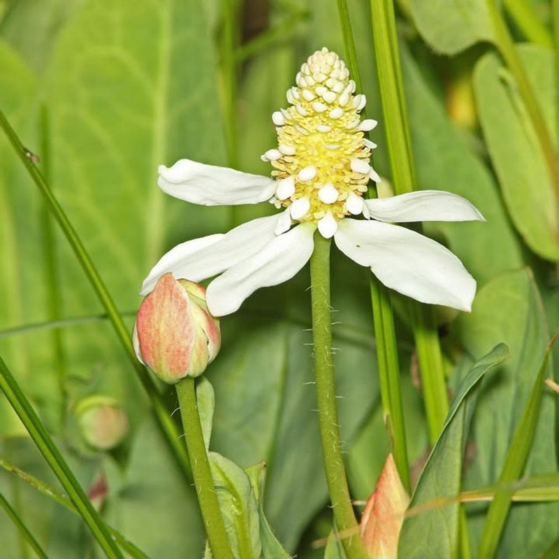 Yerba Mansa Belongs Near Ponds And Water Features