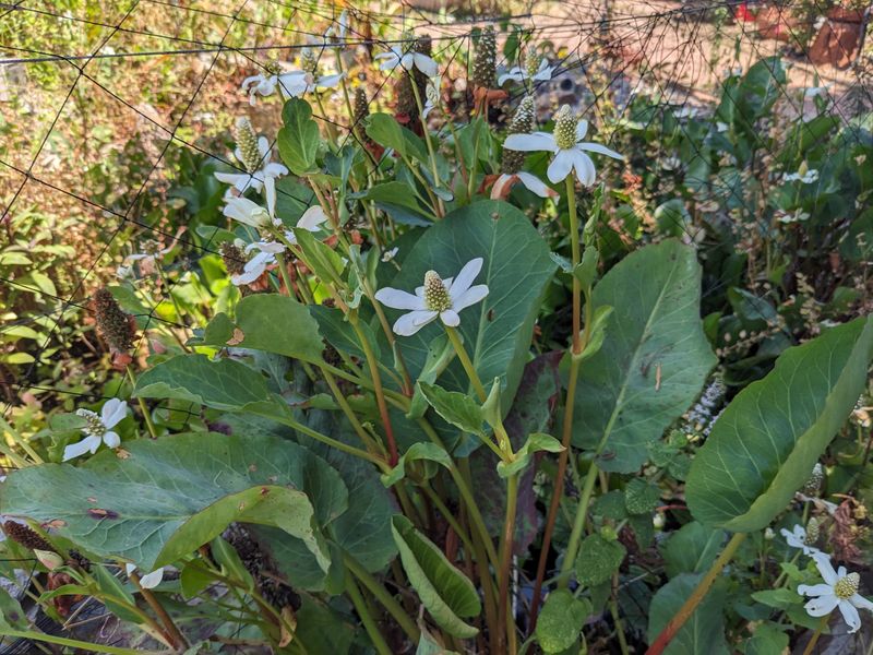 Yerba Mansa Looks Its Best In Moist Monsoon Conditions Yerba Mansa Looks Its Best In Moist Monsoon Conditions