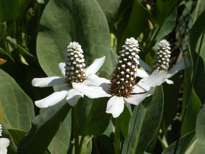 Yerba Mansa Thrives In Moist Areas