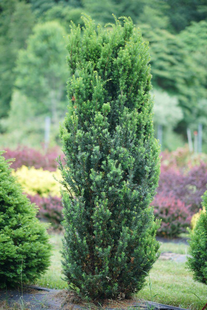 Yew Brings Formal Structure In Shaded Spots Yew Brings Formal Structure In Shaded Spots