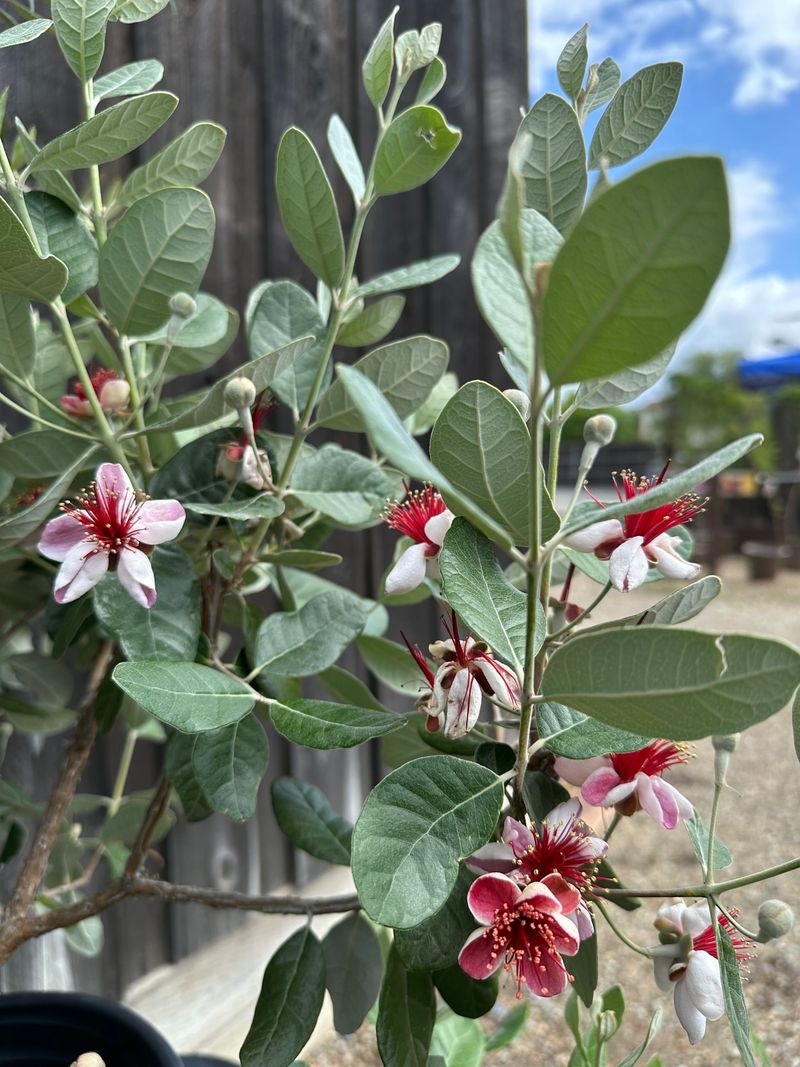 You Can Grow It As A Shrub, Hedge, Or Small Tree