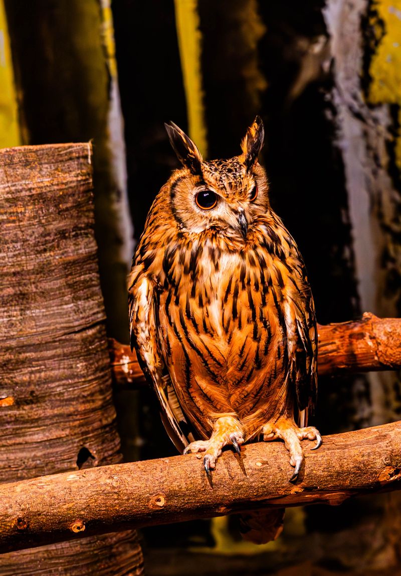You Have An Active Predator Patrolling Your Yard