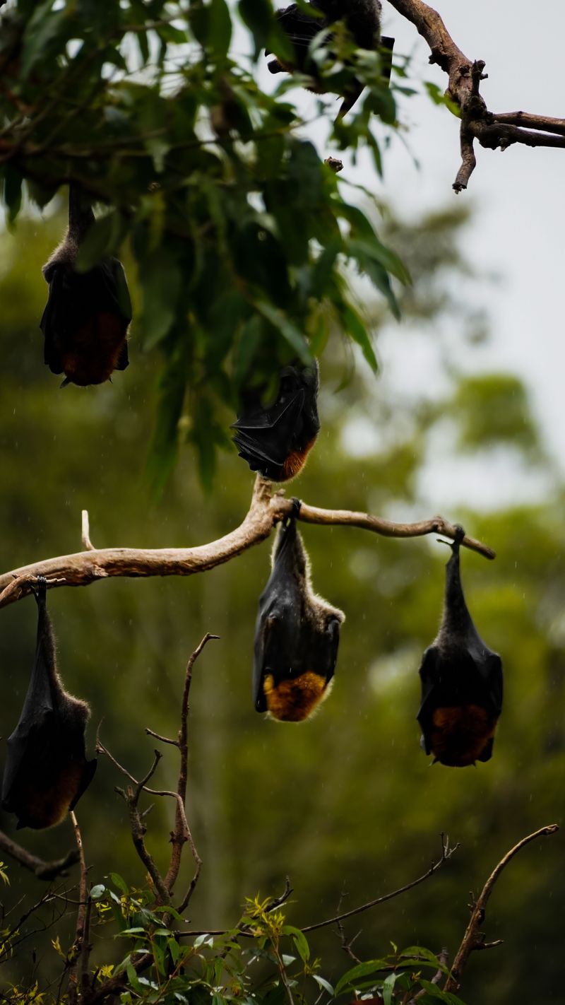You Have a Healthy, Active Local Ecosystem When Bats Appear in Your Indiana Yard at Dusk