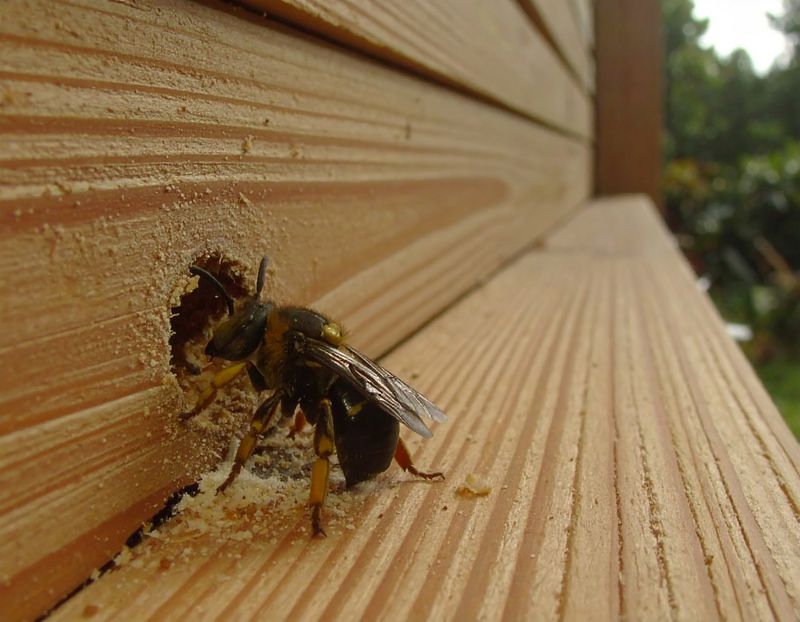 You Might Have Untreated Or Weathered Wood Nearby