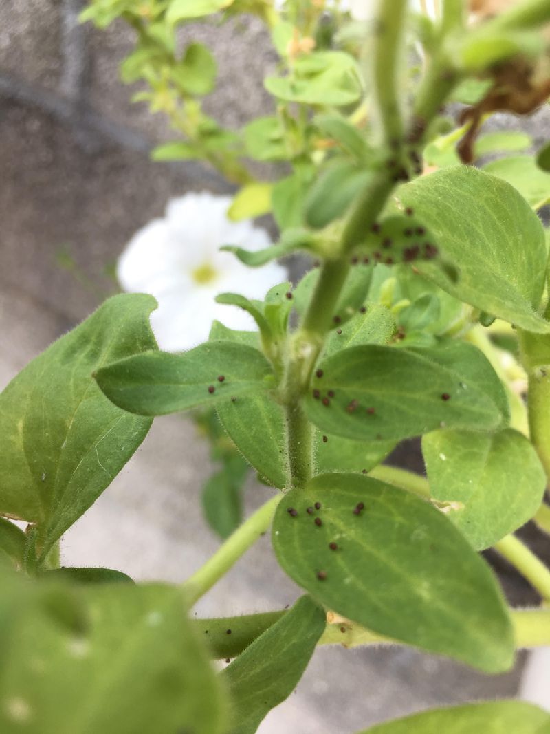You Notice Sticky Residue Or Webbing On The Leaves You Notice Sticky Residue Or Webbing On The Leaves