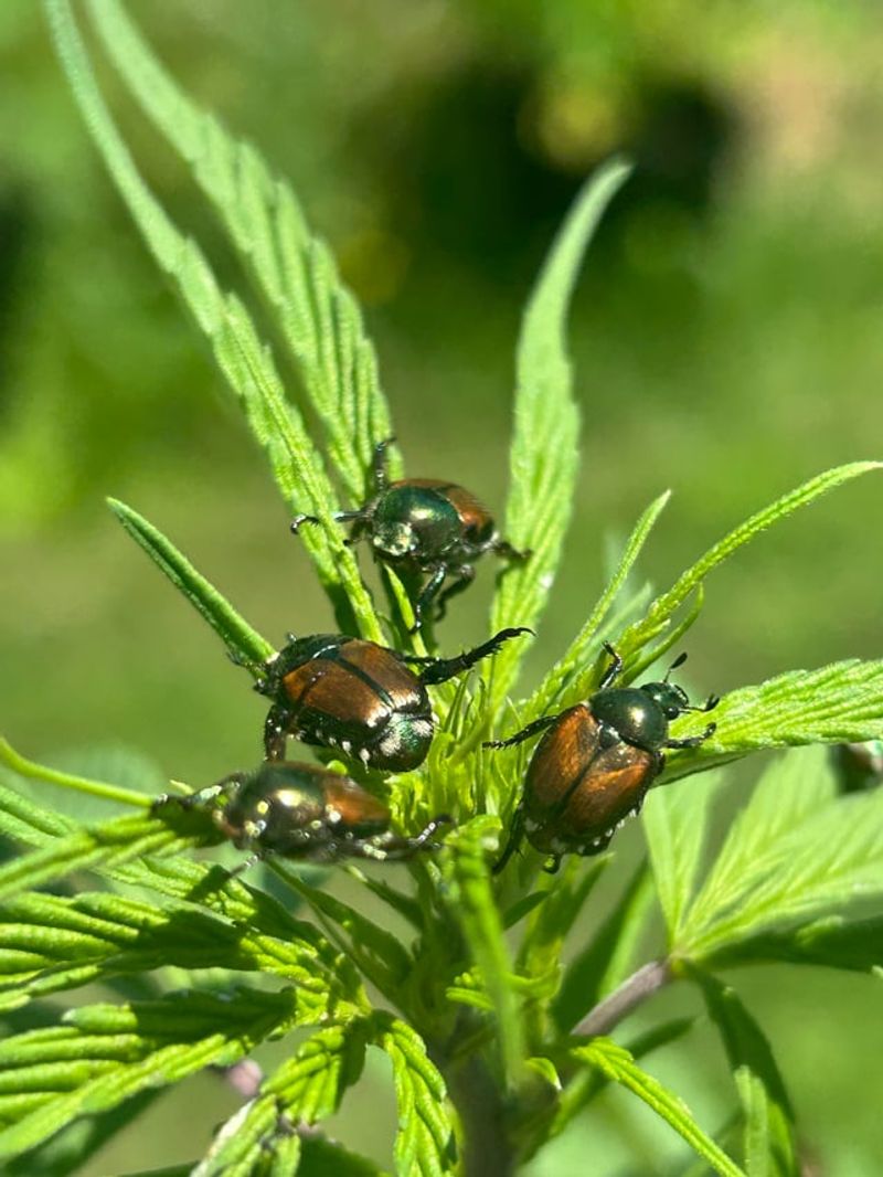 You Spot More Than One Beetle At A Time