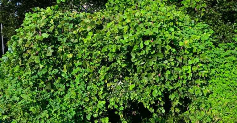 kudzu