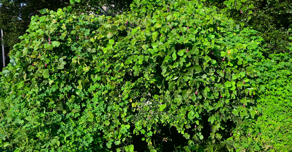 kudzu
