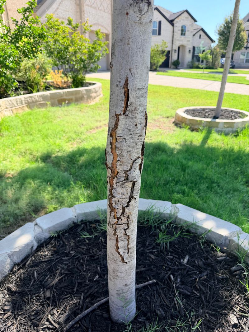 Young Bark Cracks, Splits, Or Peels Young Bark Cracks, Splits, Or Peels