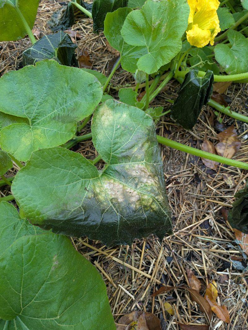 Young Cucurbit Plants Show Damage First
