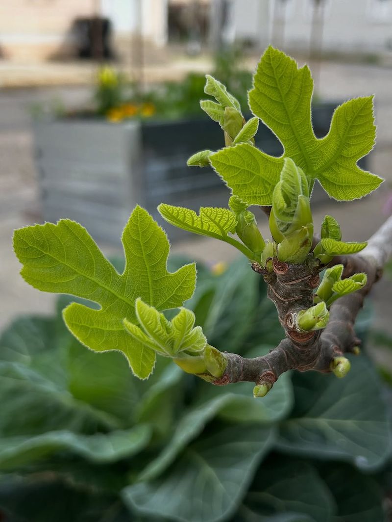 Young Fig Trees Need More Careful Summer Water Young Fig Trees Need More Careful Summer Water