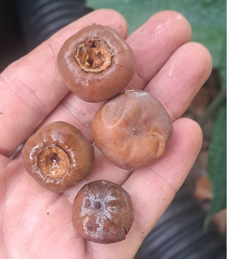 Young Fruit Drops From The Plant
