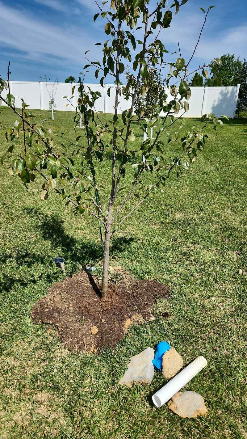 Young Fruit Trees Need A Wider Soak Than You Think