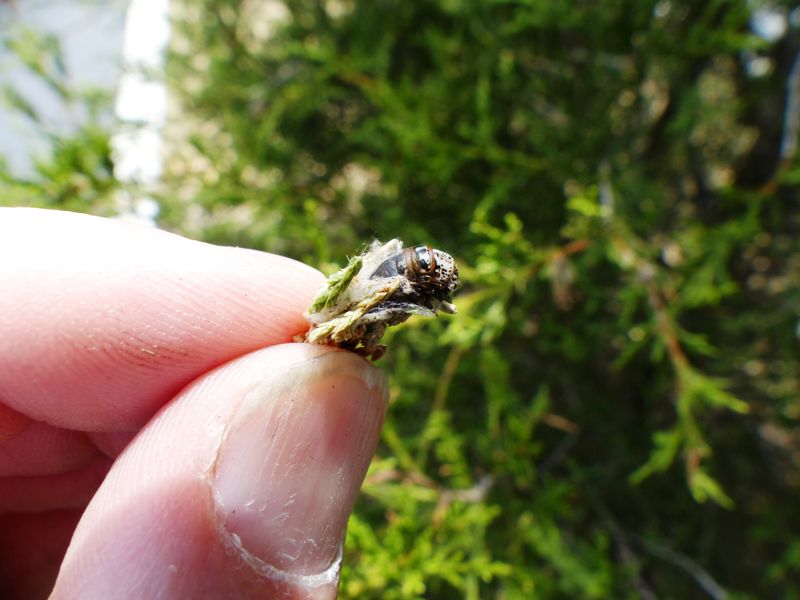 Young Larvae Are Easier To Manage