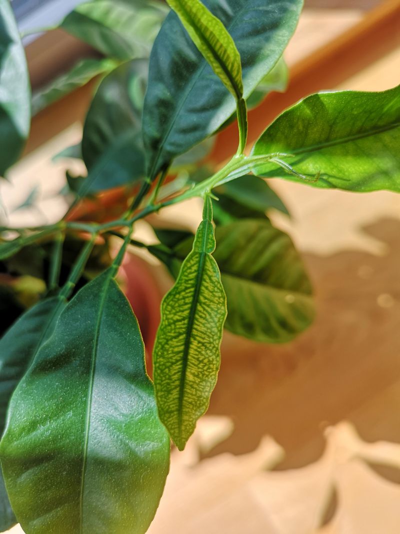 Young Leaves Usually Turn Yellow Before Older Ones Young Leaves Usually Turn Yellow Before Older Ones
