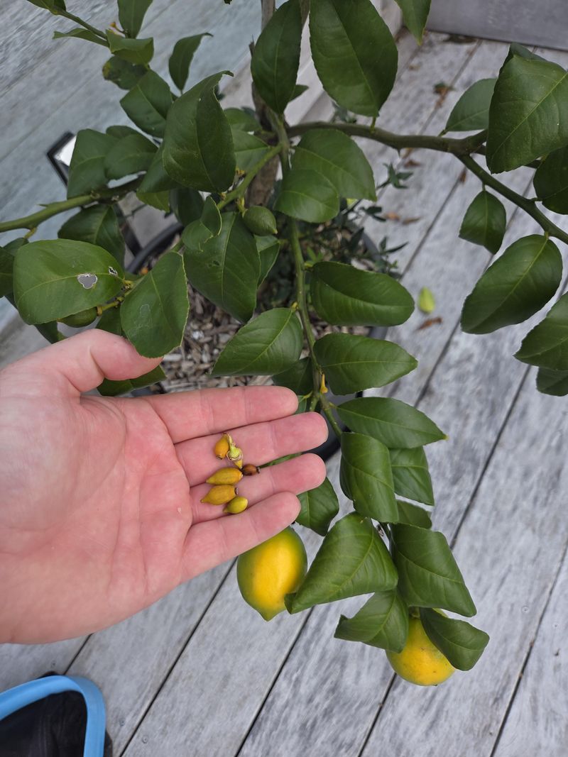 Young Lemon Trees May Drop Fruit They Cannot Support Young Lemon Trees May Drop Fruit They Cannot Support