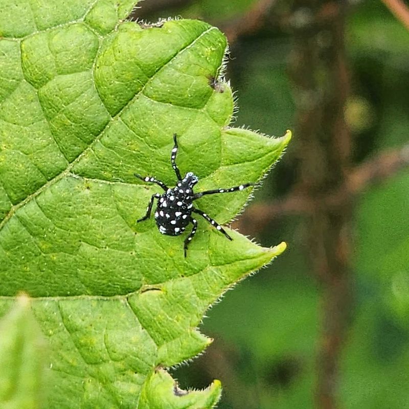 Young Nymphs Move Through Neighborhood Plants