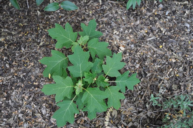 Young Oakleaf Hydrangeas Need Patience More Than Pruning