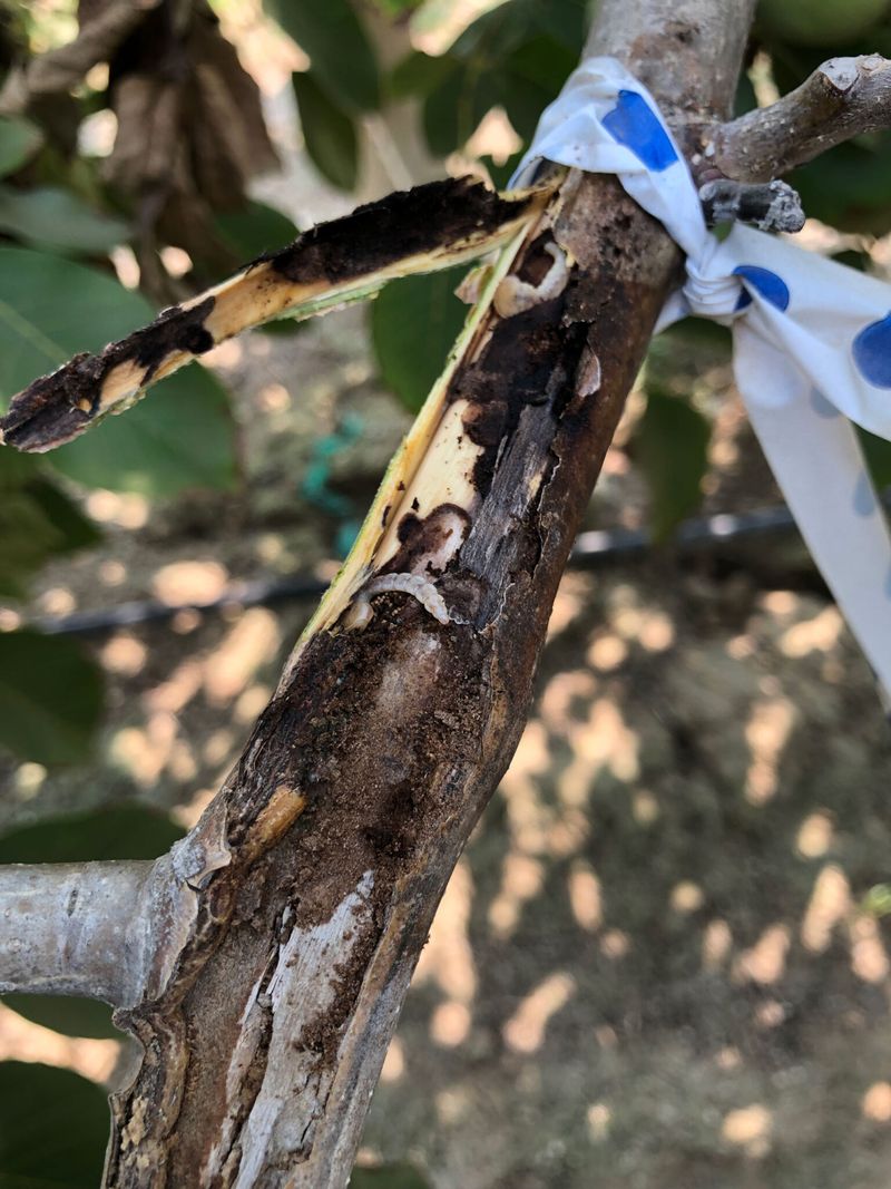 Young Orchard Trees Face The Highest Risk