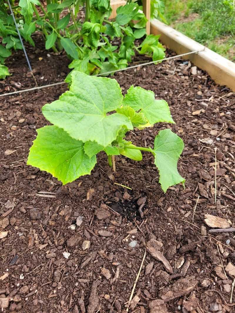 Young Plants Need More Time Young Plants Need More Time