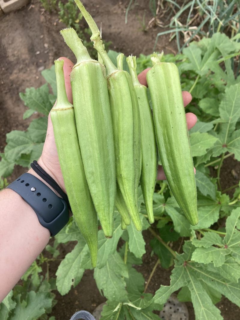 Young Pods Taste Better Than Large Ones