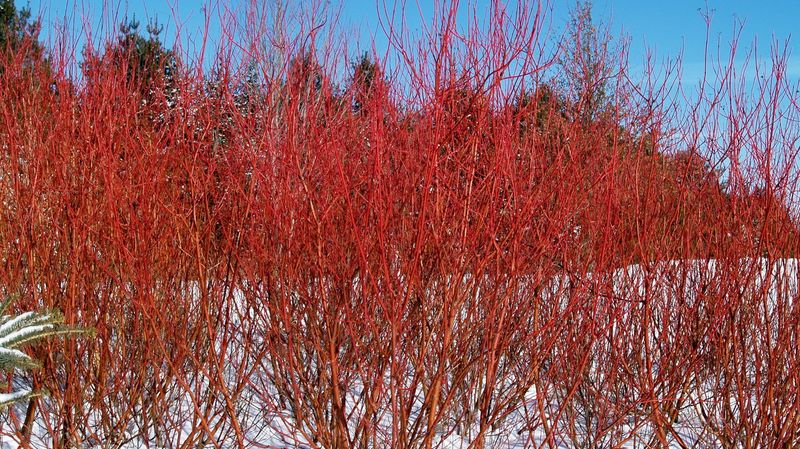 Young Red Stems Glow Brightest Against Snow Young Red Stems Glow Brightest Against Snow