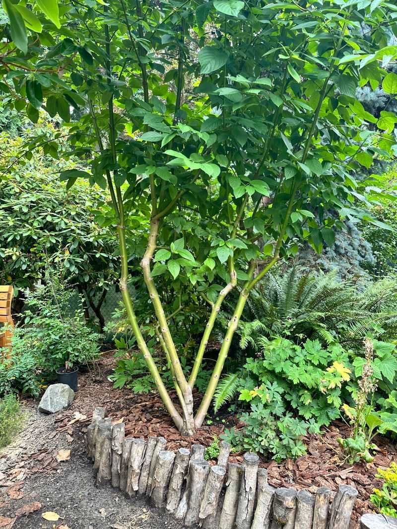 Young Stems Bring The Brightest Color
