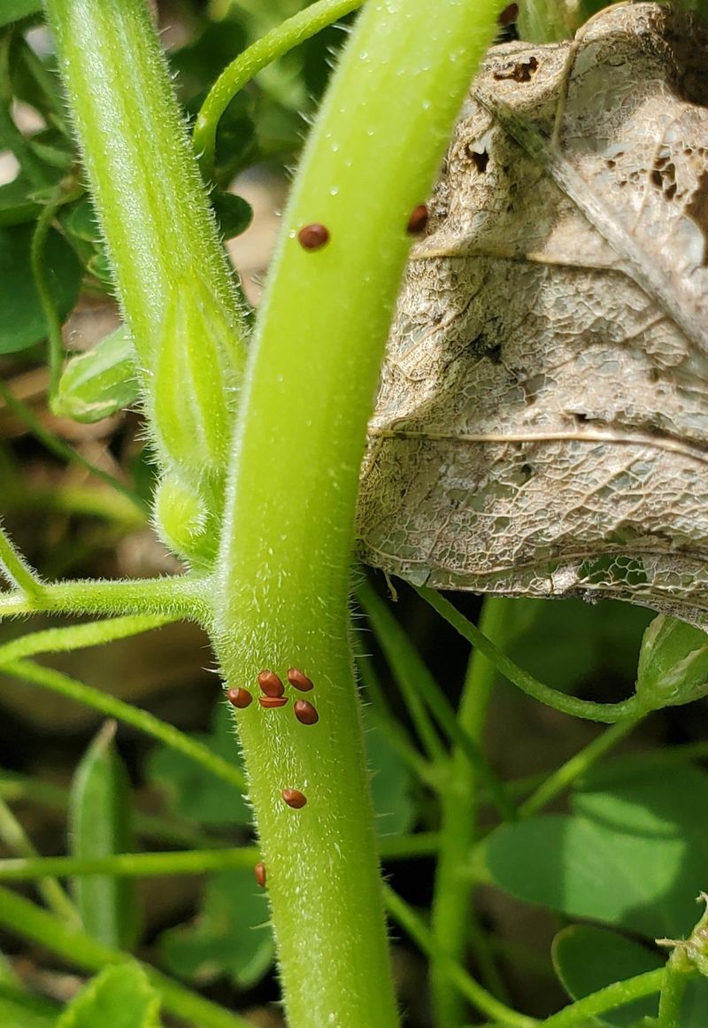 Young Stems Need Early Protection Young Stems Need Early Protection