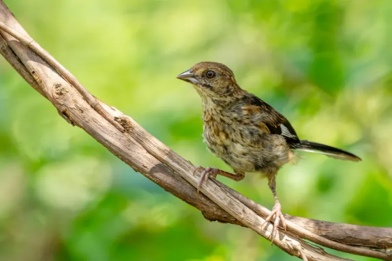 Young Towhees May Leave The Nest Before They Can Fly
