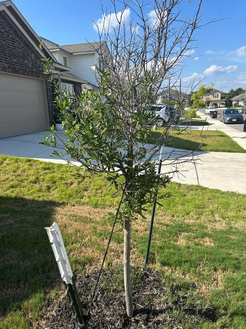 Young Trees Need Extra Attention After Heavy Activity