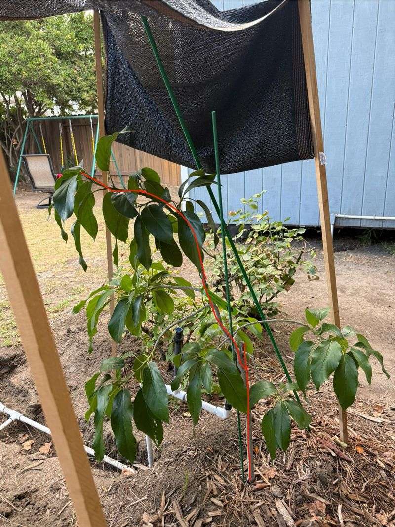 Young Trees Need Shade Before The Next Heat Wave