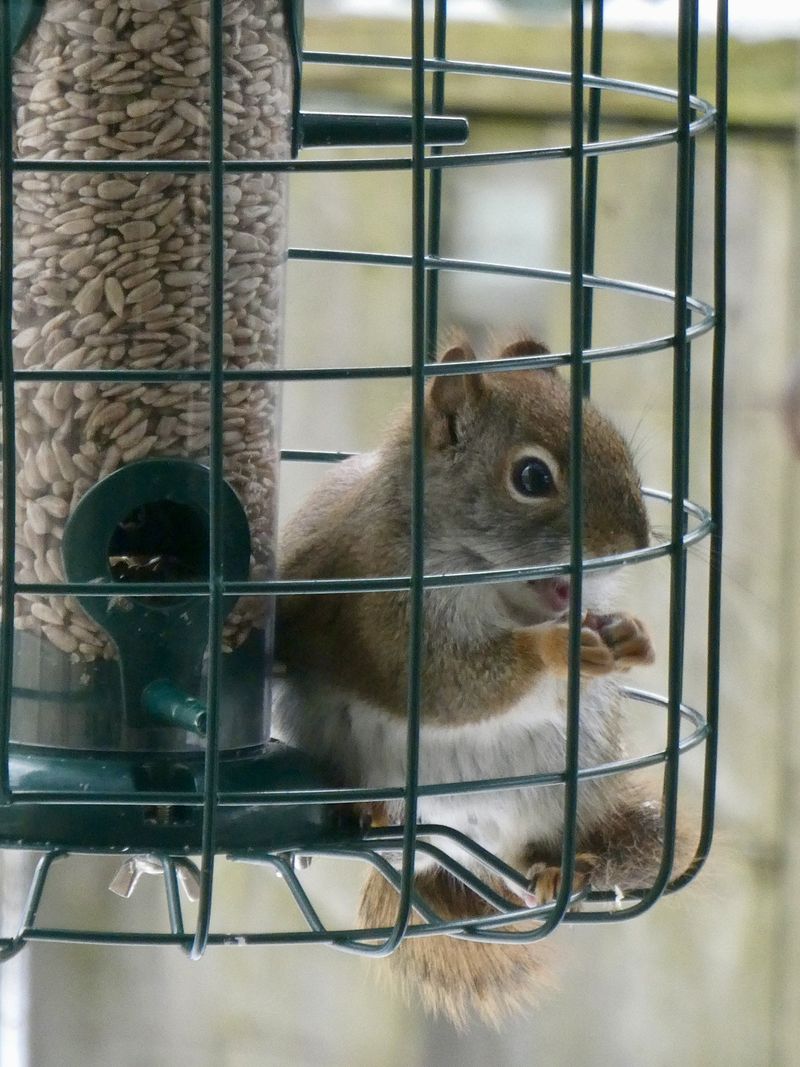 Your Beds Are On The Official Foraging Route Your Beds Are On The Official Foraging Route