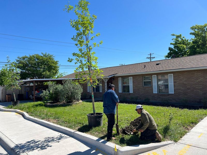 Your City May Require A Street Tree Permit Your City May Require A Street Tree Permit
