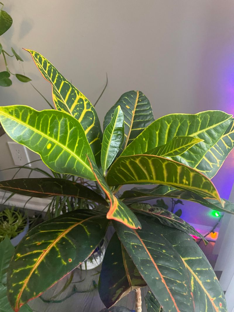 Your Croton Keeps Growing Tall Instead Of Full Your Croton Keeps Growing Tall Instead Of Full