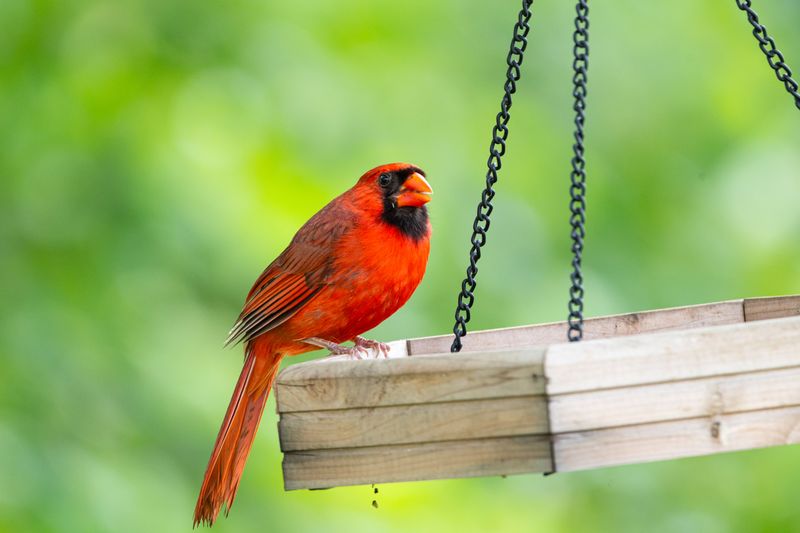 Your Delaware Yard Might Already Have A Natural Cardinal Magnet Your Delaware Yard Might Already Have A Natural Cardinal Magnet