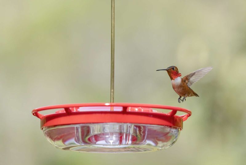 Your Feeder Placement May Be Working Against You Your Feeder Placement May Be Working Against You