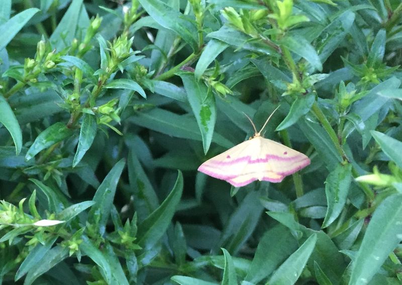 Your Garden Could Be Supporting More Pollinators Than You See