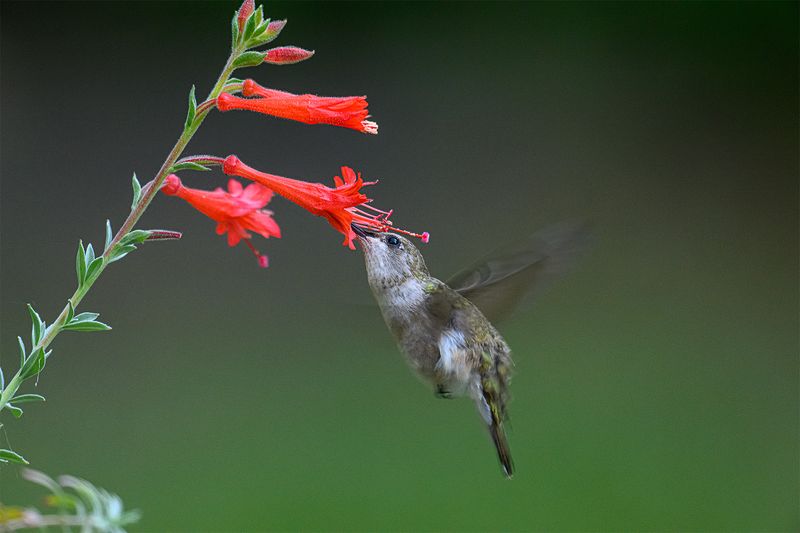Your Garden Has A Nectar Gap Your Garden Has A Nectar Gap
