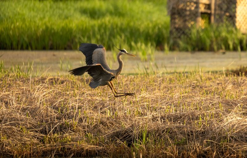 Your Garden May Sit Along An Active Atlantic Flyway Corridor Your Garden May Sit Along An Active Atlantic Flyway Corridor