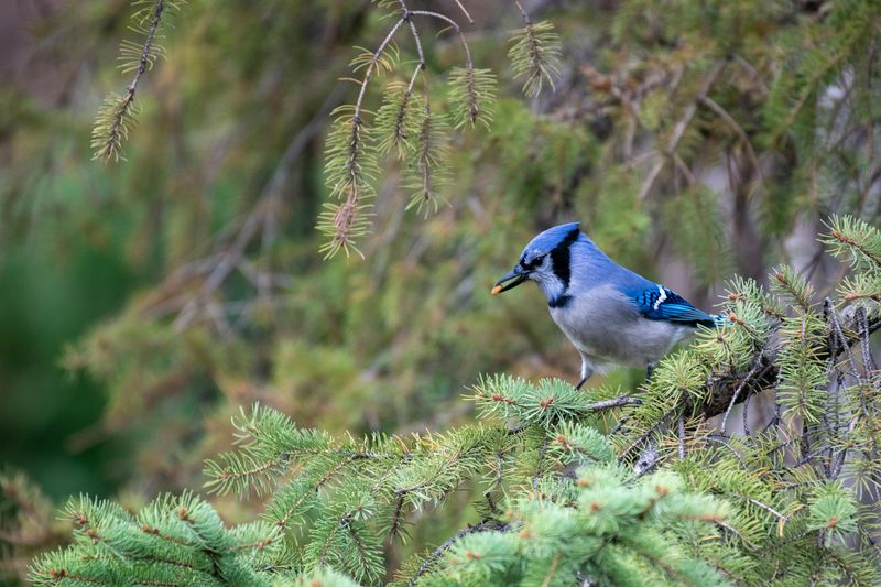 Your Iowa Yard Is Offering The Foods Blue Jays Look For Your Iowa Yard Is Offering The Foods Blue Jays Look For
