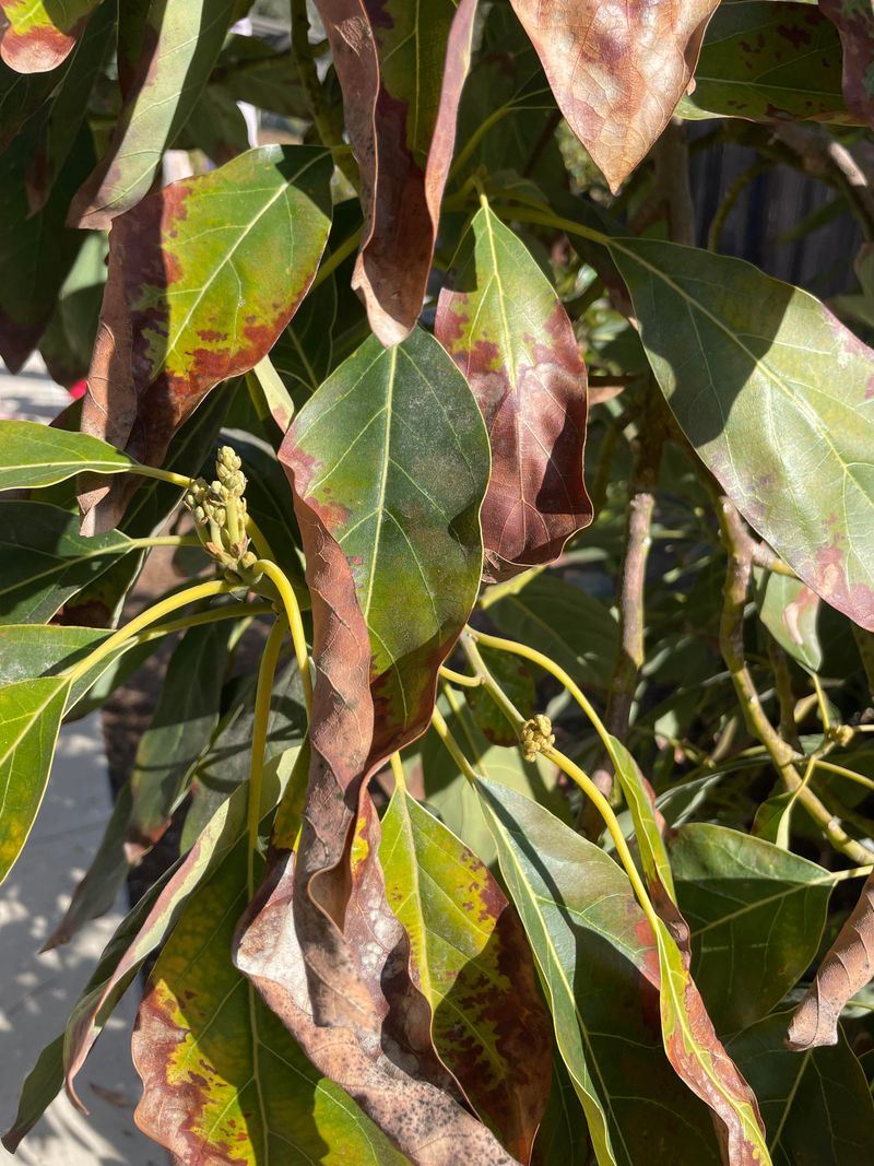 Your Irrigation Water May Be Slowly Burning The Leaves