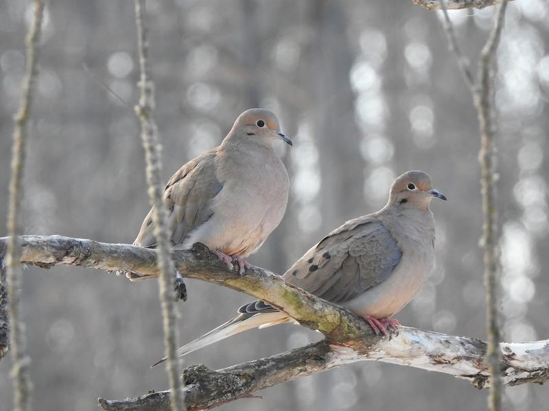 Your Landscape Feels Safe To Wildlife