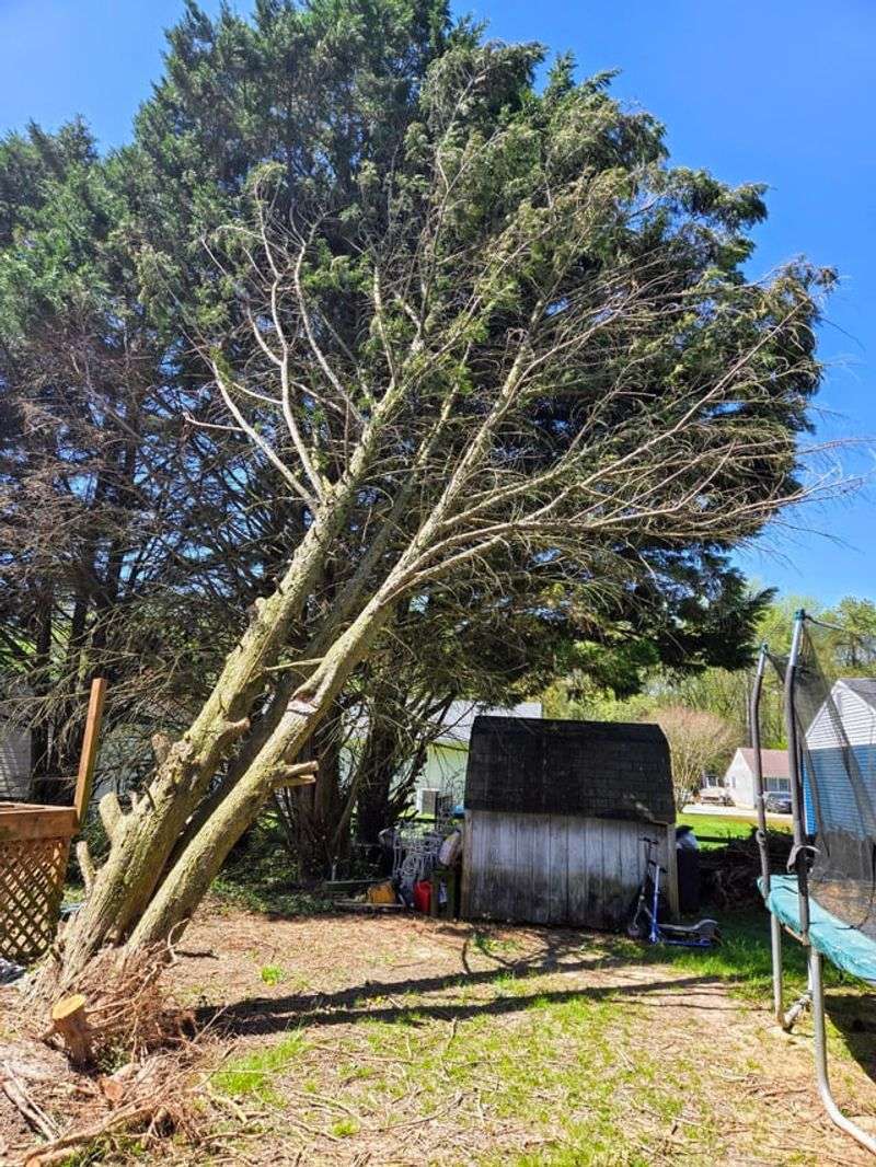 Your Neighbor May Be Responsible If The Tree Is Dangerous Your Neighbor May Be Responsible If The Tree Is Dangerous