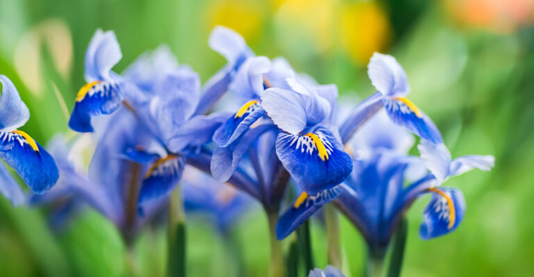 Your New Jersey Irises Are Not Blooming And Here Is Why