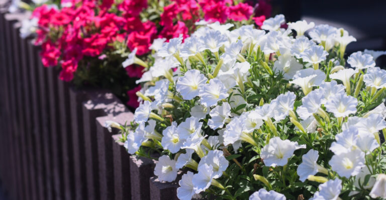 Your Petunias May Be Blooming Less Because Of These 10 Common Mistakes