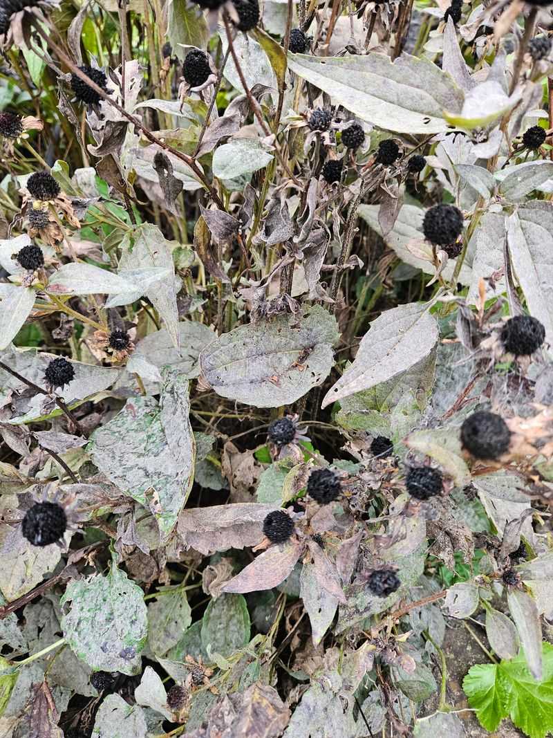 Your Plant Is Not Gone But It Is Struggling