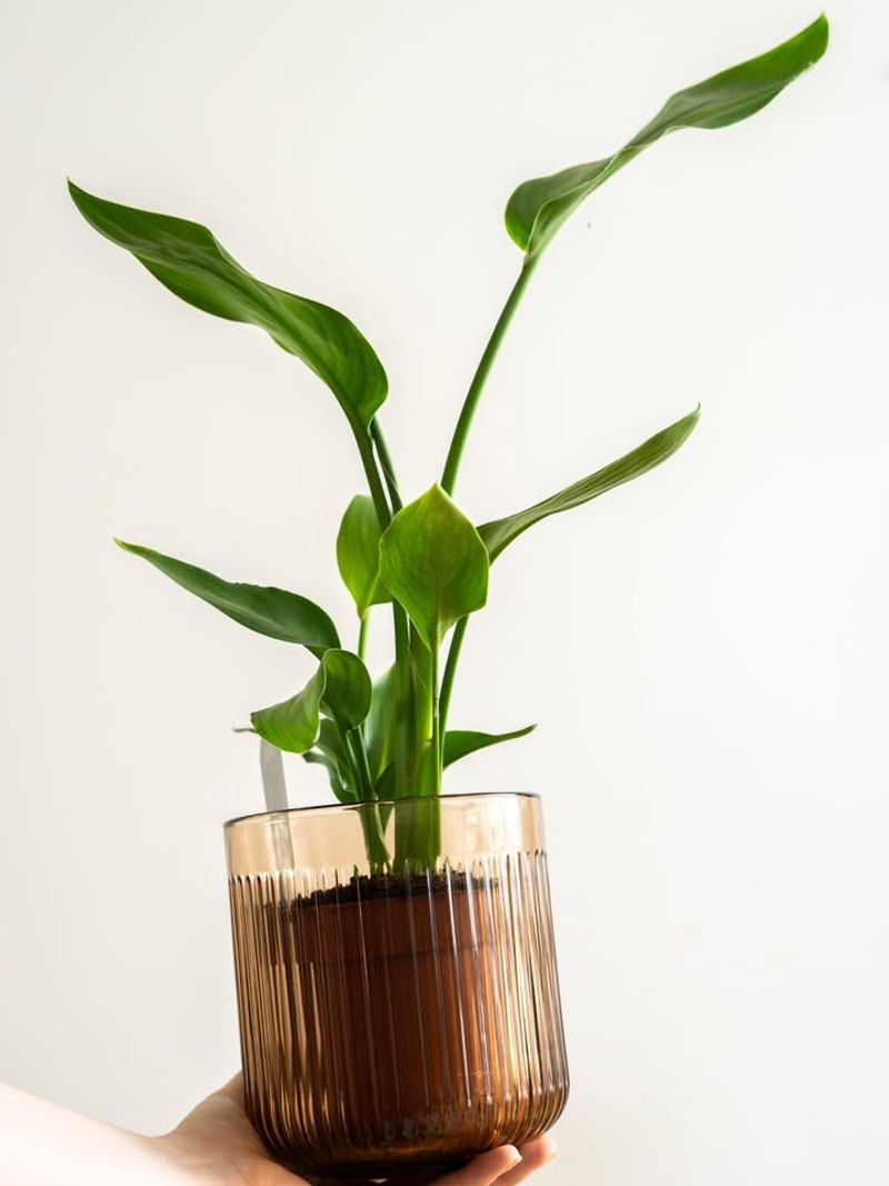 Your Plant Isn't Mature Enough Yet