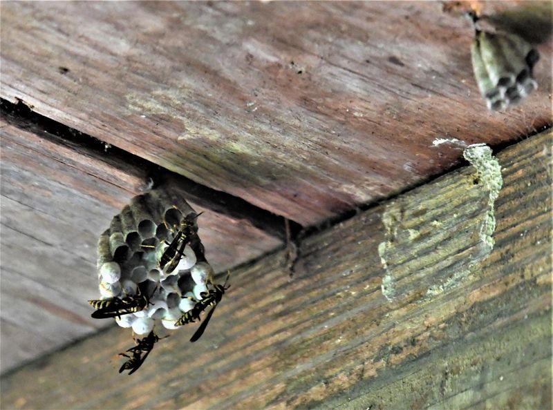 Your Porch Offers A Sheltered Nest Site