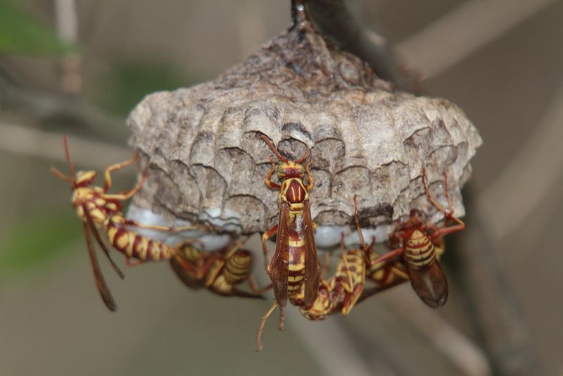 Your Porch Offers Everything A Wasp Colony Needs